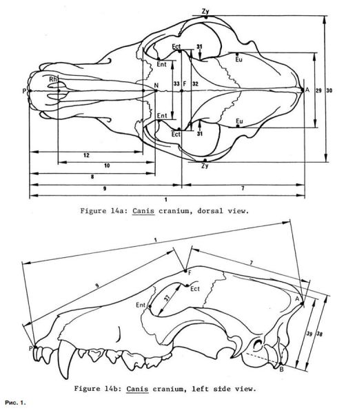 Файл:777px-Статья-волки-рис1.jpg